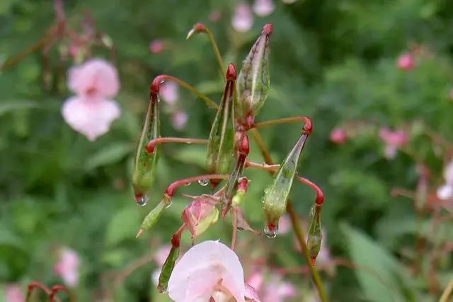 双稳态仿生机器爪从凤仙花种子荚处得到灵感(图1)